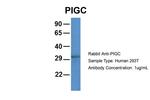 PIGC Antibody in Western Blot (WB)