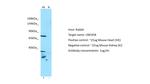 UNC45B Antibody in Western Blot (WB)