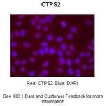 CTPS2 Antibody in Immunocytochemistry (ICC/IF)