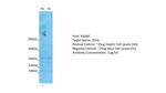 SDHC Antibody in Western Blot (WB)