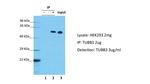 beta-3 Tubulin Antibody in Immunoprecipitation (IP)
