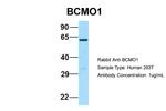 BCMO1 Antibody in Western Blot (WB)