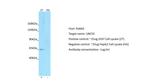 UNC5C Antibody in Western Blot (WB)