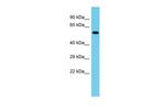 SYT17 Antibody in Western Blot (WB)