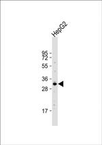 APOBEC1 Antibody in Western Blot (WB)