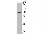KCNB1 Antibody in Western Blot (WB)