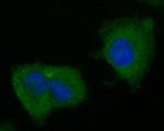 BCL2L15 Antibody in Immunocytochemistry (ICC/IF)