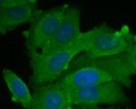 BCL2L15 Antibody in Immunocytochemistry (ICC/IF)