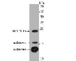 BCL2L15 Antibody in Western Blot (WB)