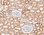 ZACN Antibody in Immunohistochemistry (Paraffin) (IHC (P))