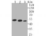 P2X1 Antibody in Western Blot (WB)