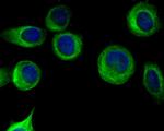 Follistatin Antibody in Immunocytochemistry (ICC/IF)