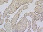 Follistatin Antibody in Immunohistochemistry (Paraffin) (IHC (P))