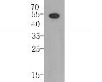 Follistatin Antibody in Western Blot (WB)