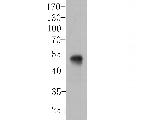 Follistatin Antibody in Western Blot (WB)