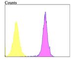 alpha Dystroglycan Antibody in Flow Cytometry (Flow)