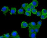 CNGA4 Antibody in Immunocytochemistry (ICC/IF)