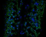 Beta-adaptin-like protein A Antibody in Immunohistochemistry (Paraffin) (IHC (P))