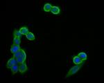 GM648 Antibody in Immunocytochemistry (ICC/IF)