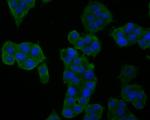 GM648 Antibody in Immunocytochemistry (ICC/IF)