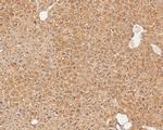 GM648 Antibody in Immunohistochemistry (Paraffin) (IHC (P))