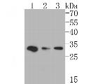 GM648 Antibody in Western Blot (WB)