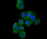 CEACAM6 Antibody in Immunocytochemistry (ICC/IF)