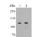 ATP8A1 Antibody in Western Blot (WB)