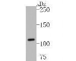 SLC12A9 Antibody in Western Blot (WB)