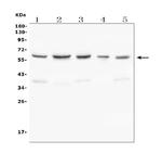 C9ORF72 Antibody in Western Blot (WB)