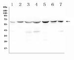 C9ORF72 Antibody in Western Blot (WB)