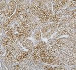 CYP2C19 Antibody in Immunohistochemistry (Paraffin) (IHC (P))