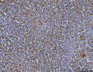 MRC1 Antibody in Immunohistochemistry (Paraffin) (IHC (P))