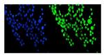 NUP214 Antibody in Immunocytochemistry (ICC/IF)