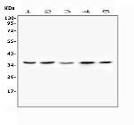 FRZB Antibody in Western Blot (WB)