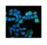 HERC5 Antibody in Immunocytochemistry (ICC/IF)
