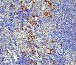 IL-31 Antibody in Immunohistochemistry (Paraffin) (IHC (P))