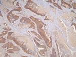 IL-31 Antibody in Immunohistochemistry (Paraffin) (IHC (P))