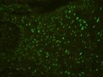 PHF21A Antibody in Immunohistochemistry (Paraffin) (IHC (P))