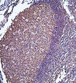 PHF21A Antibody in Immunohistochemistry (Paraffin) (IHC (P))