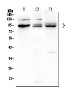 PHF21A Antibody in Western Blot (WB)