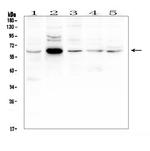 EGFL6 Antibody in Western Blot (WB)