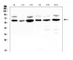 EGFL6 Antibody in Western Blot (WB)