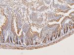 ATP5G1/2/3 Antibody in Immunohistochemistry (Paraffin) (IHC (P))