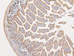 ATP5G1/2/3 Antibody in Immunohistochemistry (Paraffin) (IHC (P))