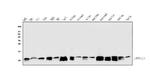 ATP5G1/2/3 Antibody in Western Blot (WB)