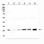 LRTOMT Antibody in Western Blot (WB)