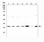 LRTOMT Antibody in Western Blot (WB)