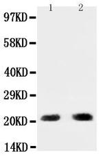 PUMA alpha Antibody in Western Blot (WB)