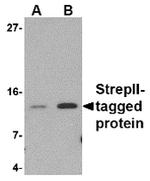 Strep Tag Antibody in Western Blot (WB)